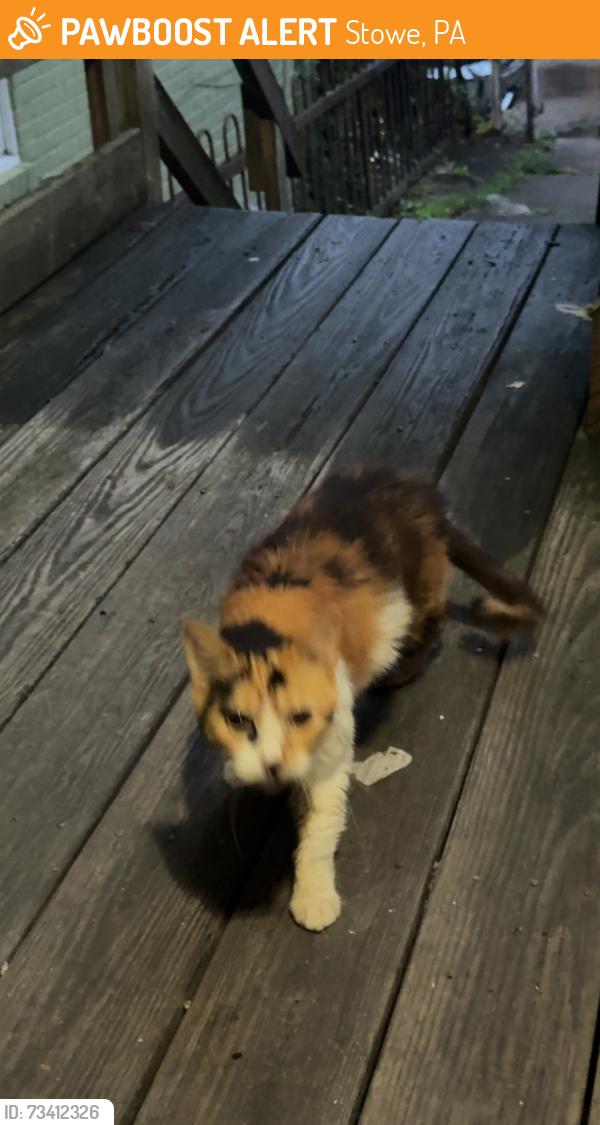 Found/Stray Female Cat last seen Stowe twp Municipal Building, Stowe, PA 19464
