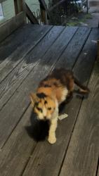 Found/Stray Female Cat last seen Stowe twp Municipal Building, Stowe, PA 19464