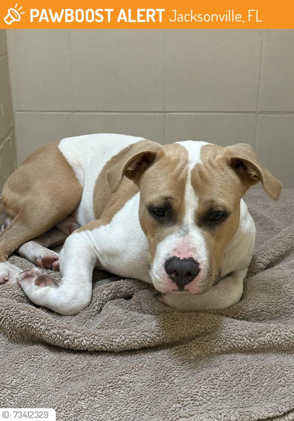 Found/Stray Male Dog last seen Atlantic and Campbell, Jacksonville, FL 32207