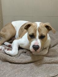 Found/Stray Male Dog last seen Atlantic and Campbell, Jacksonville, FL 32207