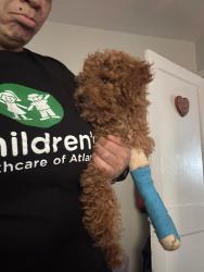 Reunited Male Dog last seen Near Holly St NW, Atlanta, GA 30318, USA, Atlanta, GA 30318