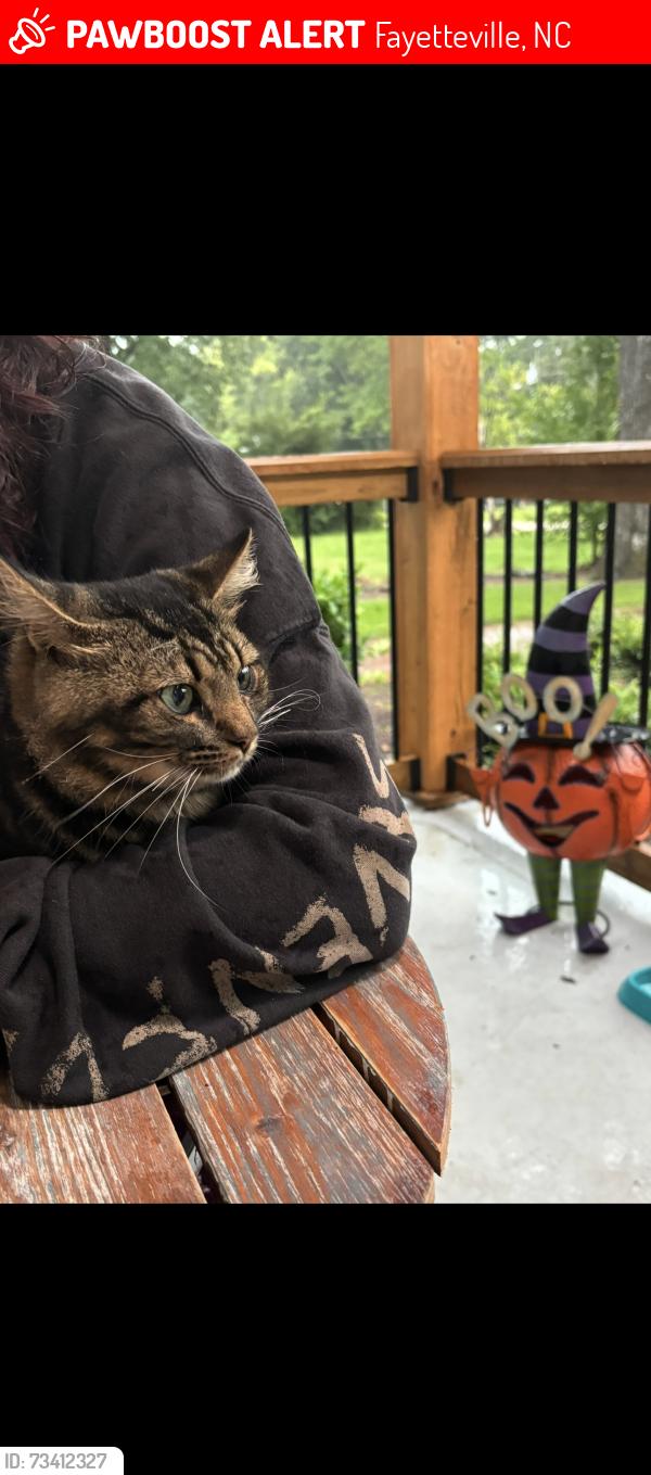 Lost Male Cat last seen Mc Arthur, Fayetteville, NC 28311