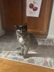 Lost Female Cat last seen 76th and Preascott, Portland, OR 97218