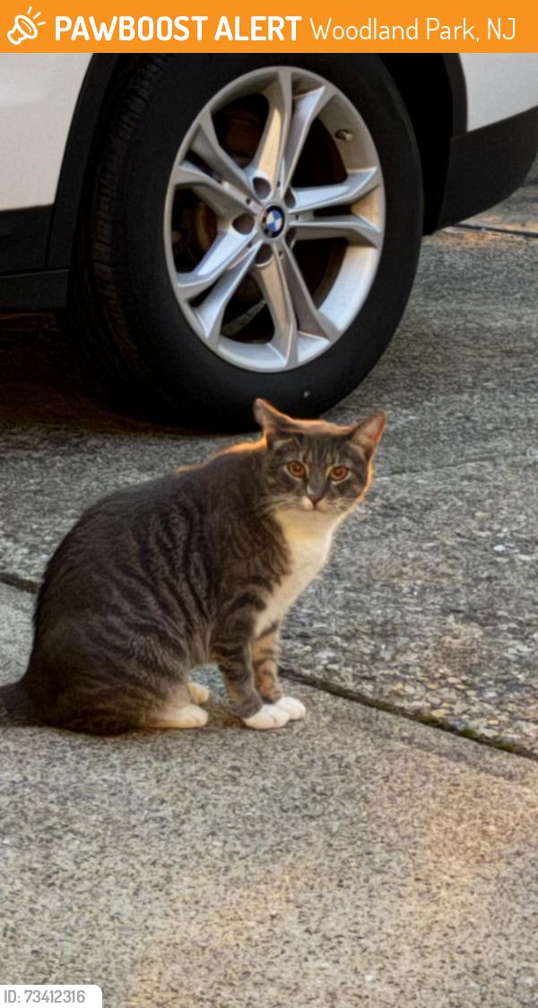 Found/Stray Unknown Cat last seen Elizabeth Lane, Woodland Park, NJ 07424