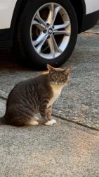 Found/Stray Unknown Cat last seen Elizabeth Lane, Woodland Park, NJ 07424