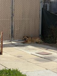 Found/Stray Male Dog last seen Cypress Ave & Carleton, Los Angeles, CA 90065