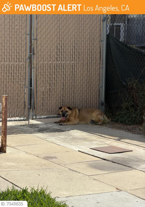 Found/Stray Male Dog last seen Cypress Ave & Carleton, Los Angeles, CA 90065