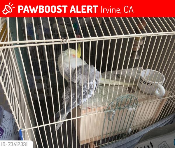 Lost Male Bird last seen Near Irvine high, Irvine, CA 92620