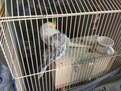Lost Male Bird last seen Near Irvine high, Irvine, CA 92620
