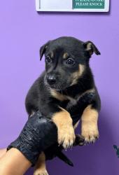 Shelter Stray Female Dog last seen Near Alameda Ave, CITY of El Paso, TX, 5001 Fred Wilson Ave, El Paso, TX 79906, USA