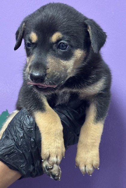 Shelter Stray Female Dog last seen Near Alameda Ave, CITY of El Paso, TX, 5001 Fred Wilson Ave, El Paso, TX 79906, USA