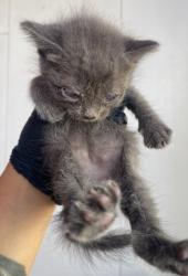 Shelter Stray Male Cat last seen Near Keltner, CITY of El Paso, TX, 5001 Fred Wilson Ave, El Paso, TX 79906, USA