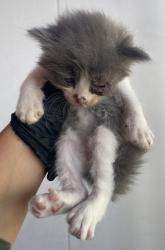 Shelter Stray Male Cat last seen Near Keltner, CITY of El Paso, TX, 5001 Fred Wilson Ave, El Paso, TX 79906, USA
