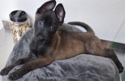 Shelter Stray Male Dog last seen Snow and Calloway, City, CA, 3000 Gibson St, Bakersfield, CA 93308, USA