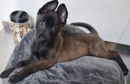 Shelter Stray Male Dog last seen Snow and Calloway, City, CA, 3000 Gibson St, Bakersfield, CA 93308, USA