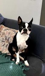 Reunited Male Dog last seen Manzanita St, Murrieta, CA 92563