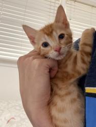 Shelter Stray Male Cat last seen Near Church St, Decatur, GA 30033, 30033, GA, 3280 Chamblee Dunwoody Rd, Chamblee, GA 30341, USA
