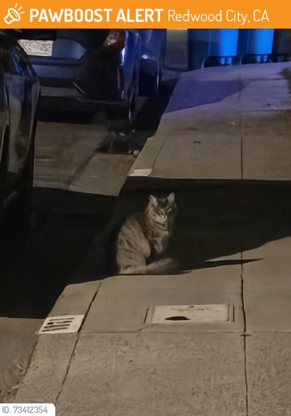 Found/Stray Unknown Cat last seen Redwood ave, Redwood City, CA 94061