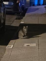 Found/Stray Unknown Cat last seen Redwood ave, Redwood City, CA 94061