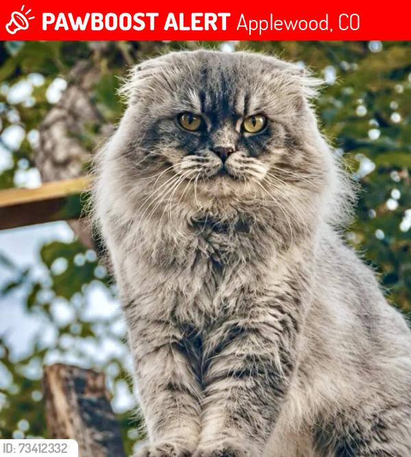 Lost Male Cat last seen Wide acres Rd, Applewood, CO 80401