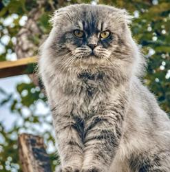 Lost Male Cat last seen Wide acres Rd, Applewood, CO 80401