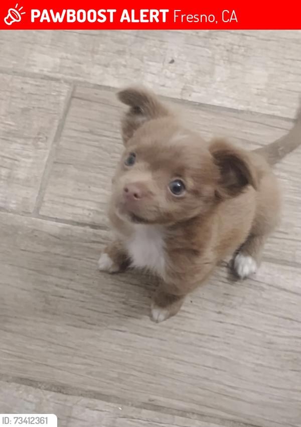 Lost Female Dog last seen Park west apmts, Fresno, CA 93705