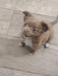 Lost Female Dog last seen Park west apmts, Fresno, CA 93705