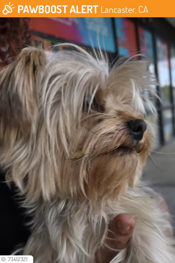 Found/Stray Male Dog last seen Sierra Hwy & W Ave J8 (across from 7-11), Lancaster, CA 93534