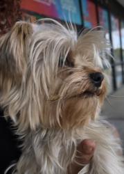 Found/Stray Male Dog last seen Sierra Hwy & W Ave J8 (across from 7-11), Lancaster, CA 93534