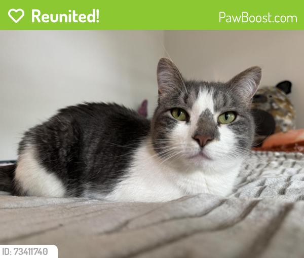 Reunited Male Cat last seen Sanbrook neighborhood off black river road, Bethlehem, PA 18015