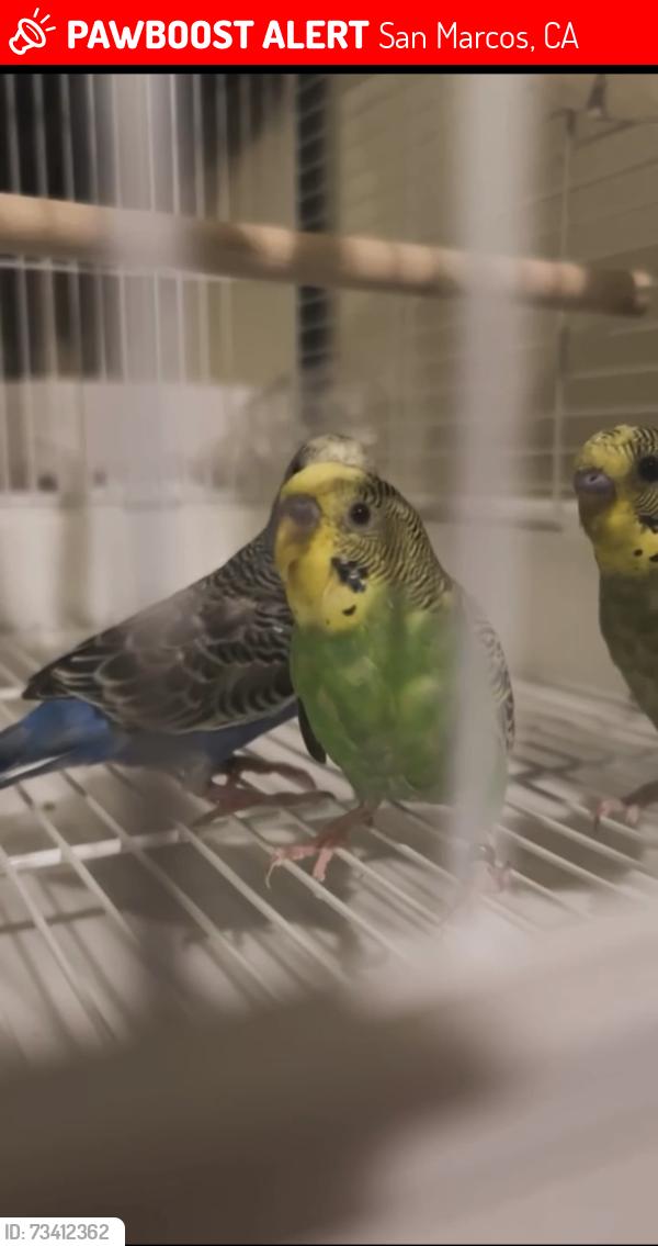 Lost Male Bird last seen Nordahl rd, San Marcos, CA 92046