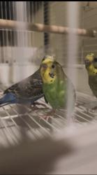 Lost Male Bird last seen Nordahl rd, San Marcos, CA 92046