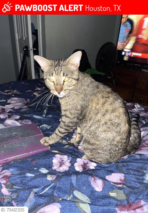 Lost Male Cat last seen King St & Helmers, Houston, TX 77022