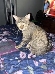 Lost Male Cat last seen King St & Helmers, Houston, TX 77022