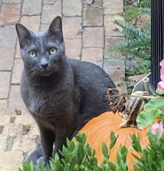 Lost Male Cat last seen Salem Ln and Old Greensboro Highway, Chapel Hill, NC, Orange County, NC 27516