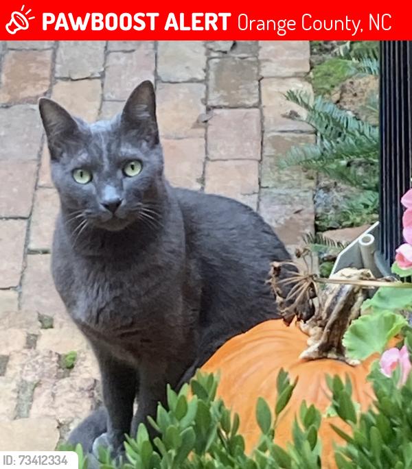 Lost Male Cat last seen Salem Ln and Old Greensboro Highway, Chapel Hill, NC, Orange County, NC 27516