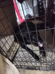 Reunited Male Dog last seen Manning Mill Psrk, Adairsville, GA 30103