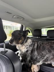 Found/Stray Unknown Dog last seen St Julien st and Horace st, London, ON 