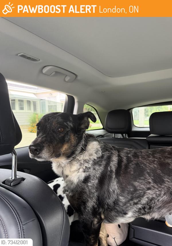 Found/Stray Unknown Dog last seen St Julien st and Horace st, London, ON 