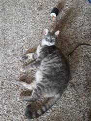 Lost Female Cat last seen Shockley Rd - Dairy Rd, Auburn, CA 95603