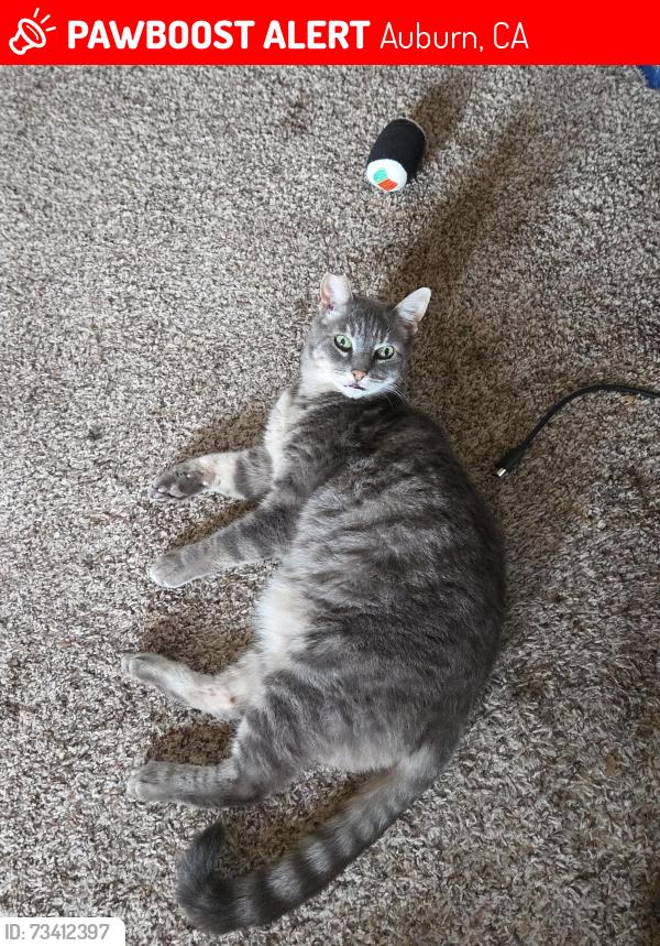 Lost Female Cat last seen Shockley Rd - Dairy Rd, Auburn, CA 95603
