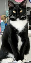 Lost Male Cat last seen Smyder Road, Glen Rock, PA 17327