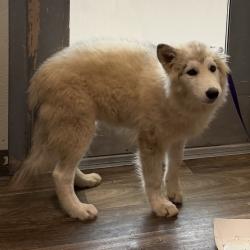 Shelter Stray Female Dog last seen City Heights, San Diego, CA, 92105, 5500 Gaines St, San Diego, CA 92110, USA