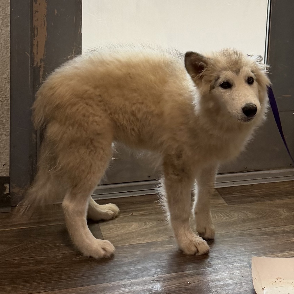 Shelter Stray Female Dog last seen City Heights, San Diego, CA, 92105, 5500 Gaines St, San Diego, CA 92110, USA