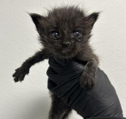 Shelter Stray Female Cat last seen Division Street, San Diego, CA, 92113, 5500 Gaines St, San Diego, CA 92110, USA