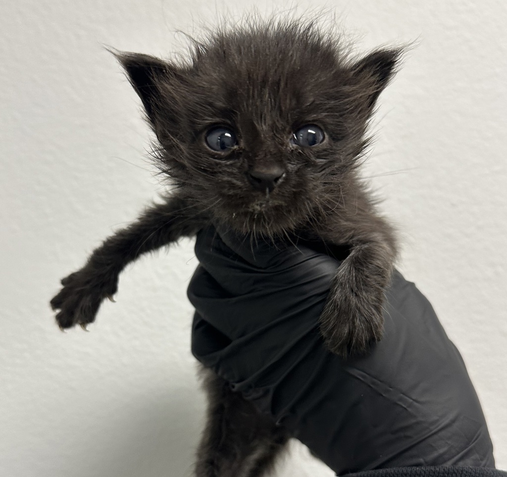 Shelter Stray Female Cat last seen Division Street, San Diego, CA, 92113, 5500 Gaines St, San Diego, CA 92110, USA
