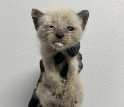Shelter Stray Female Cat last seen Division Street, San Diego, CA, 92113, 5500 Gaines St, San Diego, CA 92110, USA