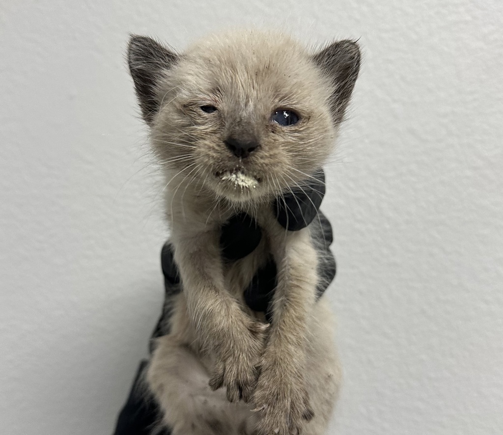 Shelter Stray Female Cat last seen Division Street, San Diego, CA, 92113, 5500 Gaines St, San Diego, CA 92110, USA