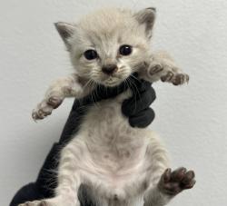 Shelter Stray Female Cat last seen Division Street, San Diego, CA, 92113, 5500 Gaines St, San Diego, CA 92110, USA
