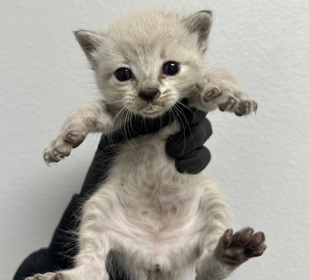 Shelter Stray Female Cat last seen Division Street, San Diego, CA, 92113, 5500 Gaines St, San Diego, CA 92110, USA